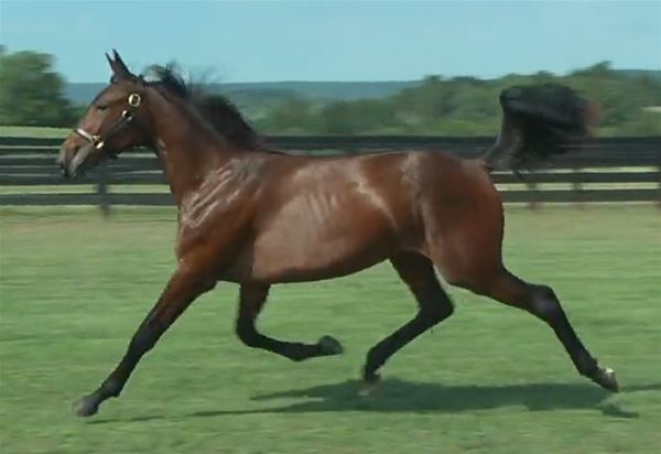 Standard Bred Yearlings